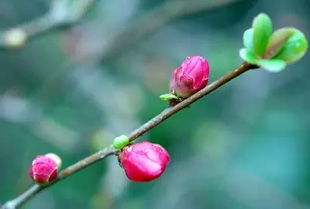 2009010314Boke2.jpg