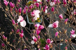 2009010314Magnolia.jpg