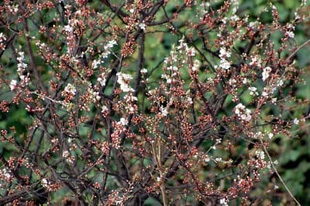2009010314Yusuraume.jpg