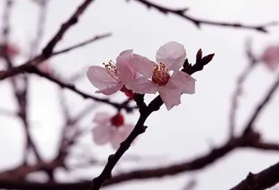 2009010322Apricot.jpg