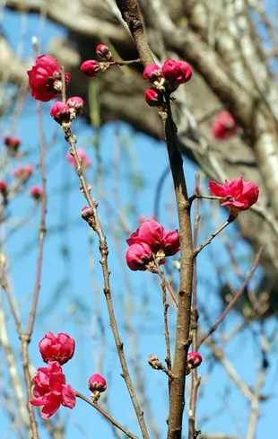 2009010322Hanamomo.jpg