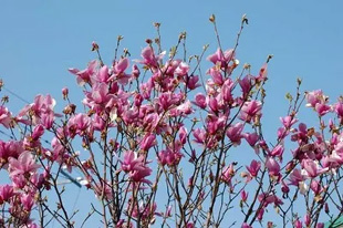 2009010322Magnolia.jpg