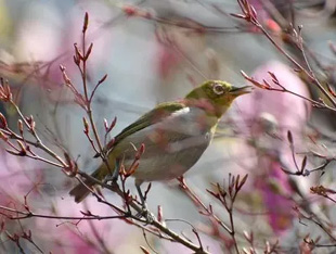 2009010328Bird.jpg
