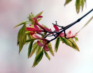 2009010328Momiji.jpg