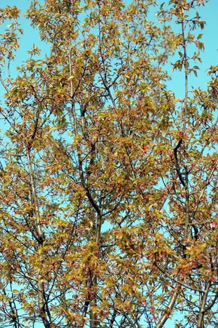 2009010328OkameCherry.jpg