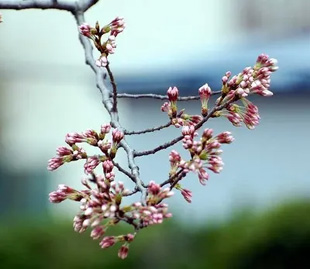 2009010328Someiyoshino2.jpg