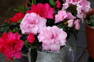 2009010329Azalea.jpg