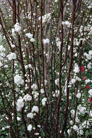 2009010329Hanamomo.jpg