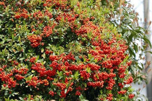 2009010329Pyracantha.jpg