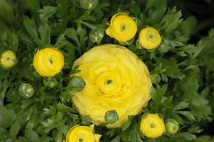 2009010329Ranunculus1.jpg