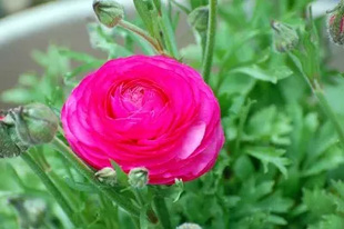 2009010329Ranunculus2.jpg