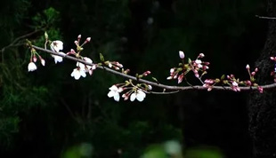 2009010329Someiyoshino1.jpg