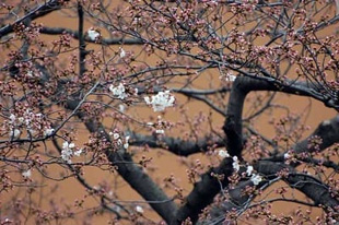 2009010329Someiyoshino2.jpg