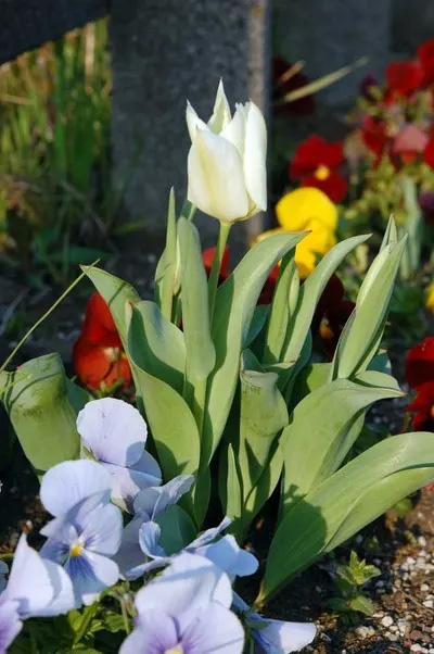 2009010329Tulip1.jpg