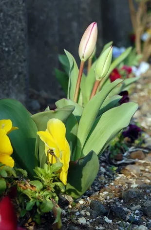2009010329Tulip2.jpg