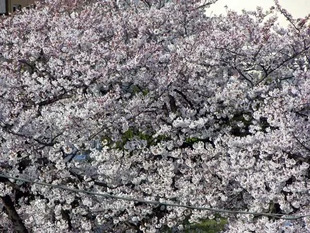 20090404SomeiYoshino.jpg