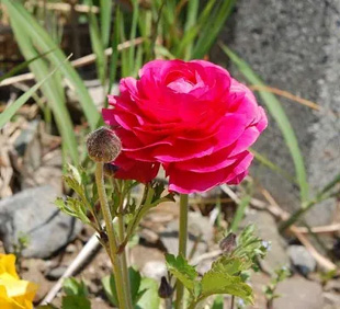 2009041Ranunculus.jpg