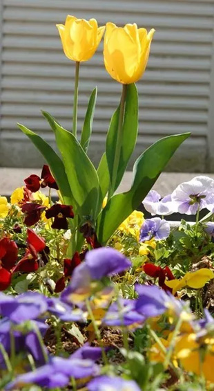 2009041Tulip.jpg