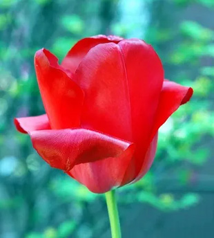 2009041Tulip2.jpg