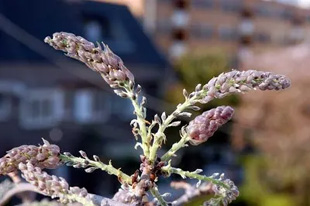 2009041Wisteria.jpg