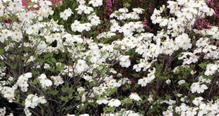 2009041Hanamizuki.jpg