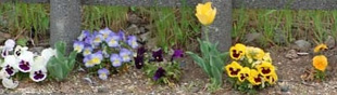 2009041Panzy.jpg