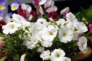 2009041Petunia.jpg