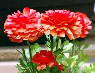 2009041Ranunculus.jpg
