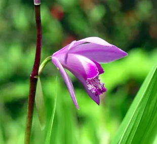 2009041Shiran.jpg