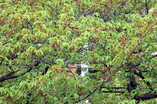 2009041SomeiYoshino.jpg