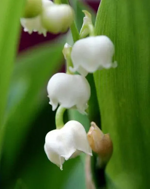 2009041Suzuran.jpg