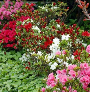 2009041Tsutsuji1.jpg