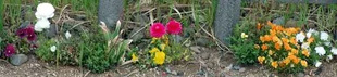 2009041Tulip.jpg