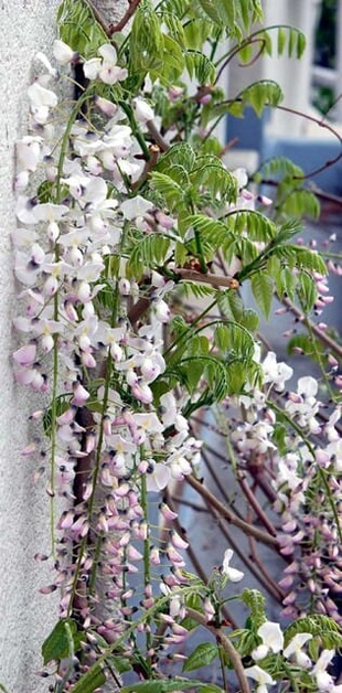 2009041Wisteria.jpg