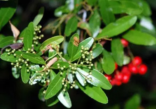 20090425Pyracantha.jpg