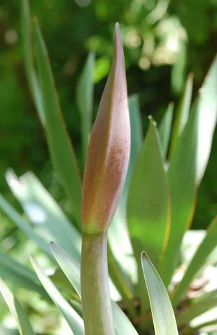 20090502Amaryllis.jpg