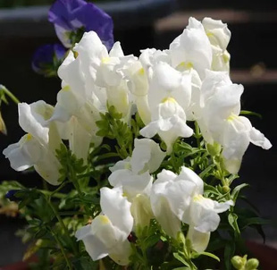 20090502Snapdragon.jpg
