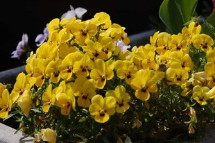 20090502Viola.jpg