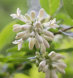 20090503Lilac.jpg