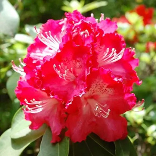 20090503Syakunage.jpg