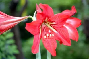 20090516Amaryllis.jpg