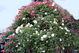 20090516Rose1.jpg