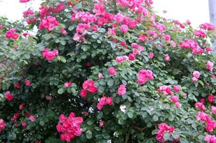 20090516Rose2.jpg