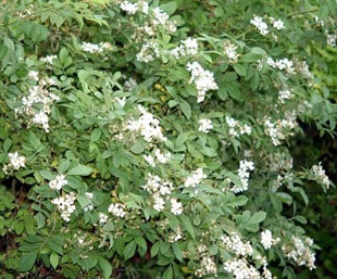 20090516Rose3.jpg