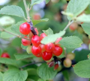 20090516Yusuraume.jpg
