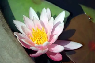 20090523WaterLily1.jpg