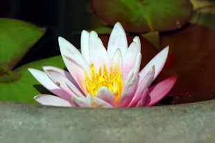 20090523WaterLily2.jpg