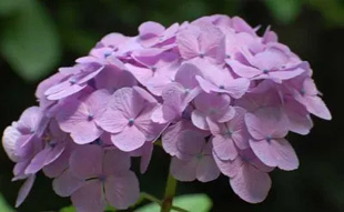 20090613Ajisai1.jpg