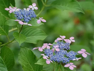 20090613Ajisai2.jpg
