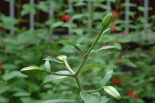 20090613Lily.jpg